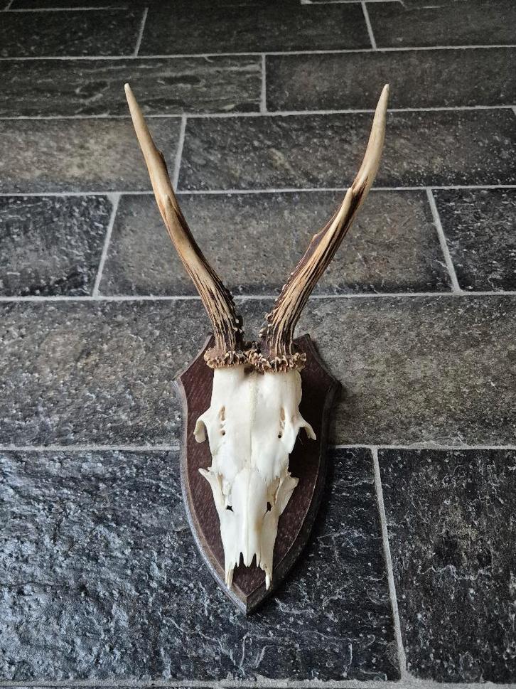 Mooi Ree Gewei op donker eiken schild jacht mancave f35, Verzamelen, Dierenverzamelingen, Gebruikt, Gewei of Kop, Hert, Ophalen of Verzenden