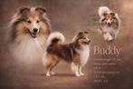 Sheltie Dekreu aangeboden - Shetland Sheepdog, 6 jaar of ouder, Reu, Parvo, Eén hond