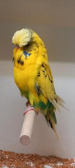 Standaard grasparkiet 2022. Prijs 30 euro., Mannelijk, Parkiet, Geringd