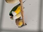 17 gouldamadines te koop, Dieren en Toebehoren, Vogels | Overige Vogels, Meerdere dieren, Tropenvogel