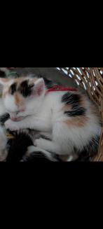 Te koop lieve kittens, Dieren en Toebehoren, Katten en Kittens | Overige Katten, Meerdere dieren, Kortharig, 0 tot 2 jaar