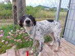 BESCHEIDEN LIEVE PUP LINA ZOEKT FIJN THUIS MET HOOP LIEFDE, Dieren en Toebehoren, Honden | Niet-rashonden, Particulier, Rabiës (hondsdolheid)