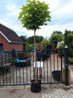 Catalpa bign. Nana  220/225 cm, Tuin en Terras, Planten | Bomen, Bloeit niet, 100 tot 250 cm, Ophalen, Volle zon