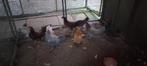 3 kriel haantjes te koop, Dieren en Toebehoren, Pluimvee, Mannelijk, Kip