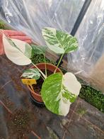 Zeldzame Monstera Albo Variegata Kamerplant, Tuin en Terras, Planten | Tuinplanten, Vaste plant, Ophalen of Verzenden, Bloeit niet