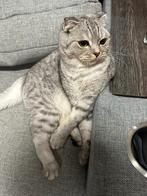 Britse korthaar poesje van 29-11-2023, Dieren en Toebehoren, Poes, Ontwormd, 0 tot 2 jaar