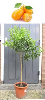 3 Kumquat- Fortunella Margarita- 135 cm Hoog, Tuin en Terras, Planten | Fruitbomen, Ophalen, Lente, Overige soorten, Volle zon