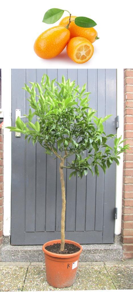 2 Kumquat- Fortunella Margarita- 135 cm Hoog, Tuin en Terras, Planten | Fruitbomen, Overige soorten, 100 tot 250 cm, Volle zon