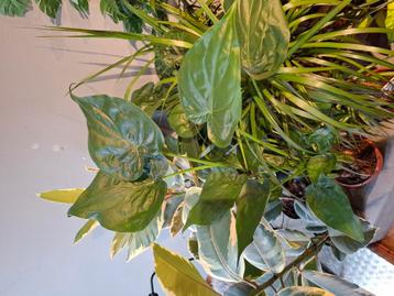 Alocasia Cucullata op stam beschikbaar voor biedingen