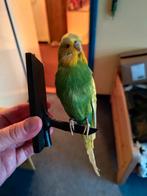 Opgezette grasparkiet, Mannelijk, Parkiet