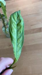 Aglaonema Nebulosum stekken, Ophalen of Verzenden, Overige soorten, Minder dan 100 cm