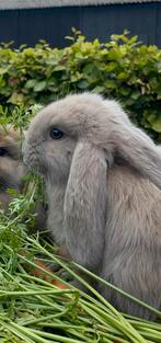 Raszuivere franse hangoor ram gecastreerd en gevaccineerd, Dieren en Toebehoren, Konijnen, Mannelijk, Groot, Hangoor, 0 tot 2 jaar