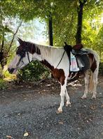 Zooo lief!, Dieren en Toebehoren, Pony's, Merrie
