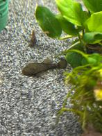 Ancistrus green dragon korte vin, Dieren en Toebehoren, Vissen | Aquariumvissen, Vis