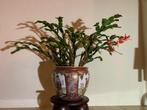 Lidcactus kerstcactus Schlumbergera, Huis en Inrichting, Ophalen, Halfschaduw, Cactus, Minder dan 100 cm