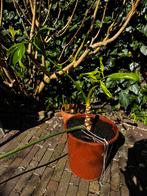 Philodendron gatenplant kamerplant, Huis en Inrichting, Kamerplanten, Ophalen, Overige soorten, Halfschaduw, 150 tot 200 cm