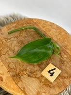 Scindapsus White Monster Kopstek, Huis en Inrichting, Kamerplanten, Ophalen of Verzenden, Halfschaduw, Minder dan 100 cm