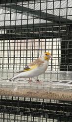 Major Putter Pop Te Koop, Dieren en Toebehoren, Vogels | Overige Vogels, Vrouwelijk, Wildzangvogel, Geringd