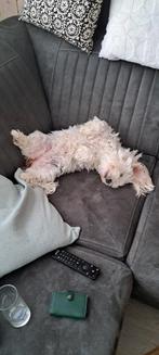 Gezocht Maltezer Pup, Dieren en Toebehoren, Honden | Chihuahua's en Gezelschapshonden, Maltezer, Rabiës (hondsdolheid), 8 tot 15 weken