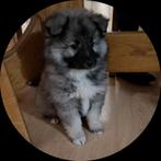 Middenslag keeshond pups, Dieren en Toebehoren, Keeshond, 8 tot 15 weken, Meerdere dieren, Eén hond
