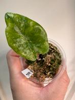 Alocasia odora batik variegata, Ophalen, Halfschaduw, Minder dan 100 cm