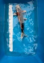 Japanse koi Kujaku 50cm, Karper of Koi