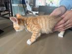 Kitten, Dieren en Toebehoren, Katten en Kittens | Overige Katten, Kater