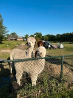 Alpaca, alpaca merrie, alpacas, drachtig., Vrouwelijk, Voor 1 juli 2024