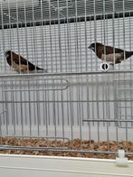 2 leuke Japanse meeuwtjes, Dieren en Toebehoren, Vogels | Overige Vogels, Meerdere dieren, Tropenvogel