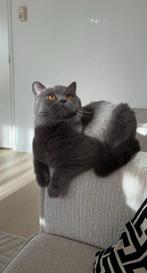 Britse korthaar, gecastreerd en met paspoort, Kater