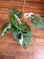 Mooie Monstera adansonii variegata plant 3, Huis en Inrichting, Kamerplanten, Ophalen of Verzenden, Overige soorten, Minder dan 100 cm