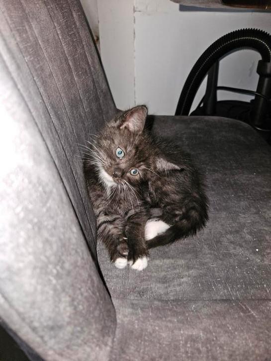 ♡ nog 2 ragdoll maine coon x 9 weken ♡, Dieren en Toebehoren, Katten en Kittens | Overige Katten, Meerdere dieren