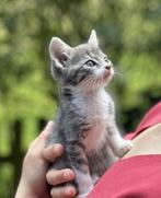 Super lieve, mooie en schattige kittens, Dieren en Toebehoren, Meerdere dieren, Ontwormd, 0 tot 2 jaar