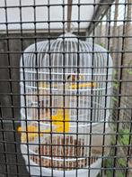 Majoor putter, Mannelijk, Wildzangvogel