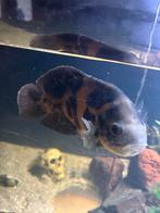 Gratis, Dieren en Toebehoren, Vis, Zoetwatervis