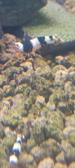 Black crystal garnaal, Meerdere dieren, Eend