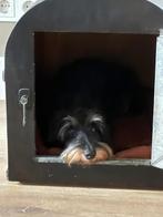 Teckelkist, bench, Ophalen, Zo goed als nieuw, Minder dan 75 cm, Minder dan 65 cm