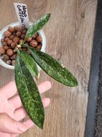 Hoya Griffithii silver, Ophalen of Verzenden, Overige soorten, Minder dan 100 cm