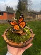 Opgezette vlinder - Danaus Plexippus, Verzamelen, Dierenverzamelingen, Ophalen of Verzenden, Nieuw, Insect, Opgezet dier
