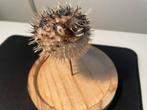 Opgezette kogelvis / egelvis (taxidermie) onder glazen stolp, Ophalen, Zo goed als nieuw