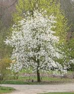 Magnolia kobus bomen, Tuin en Terras, Planten | Bomen, Ophalen, Lente, Volle zon, Overige soorten
