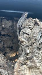Baby gargoyle gekko 18 weken, Dieren en Toebehoren, Reptielen en Amfibieën, Hagedis, Tam, 0 tot 2 jaar