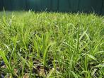 Carex morrowii ice dance, Zegge. Bodembedekkers siergrassen, Tuin en Terras, Vaste plant, Siergrassen, Ophalen of Verzenden, Halfschaduw