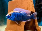 Aulonocara Maylandi Malawi Cichliden, Vis, Zoetwatervis