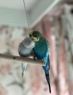 Grasparkieten met kooi COMPLEET set, Dieren en Toebehoren, Vogels | Hokken en Kooien, Ophalen of Verzenden, Zo goed als nieuw