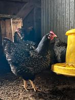 Broedeieren Barnevelders Zilver dubbel gezoomd, Dieren en Toebehoren, Pluimvee, Geslacht onbekend, Kip