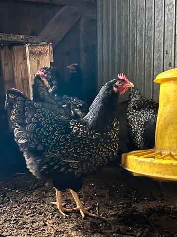 Broedeieren Barnevelders Zilver dubbel gezoomd beschikbaar voor biedingen