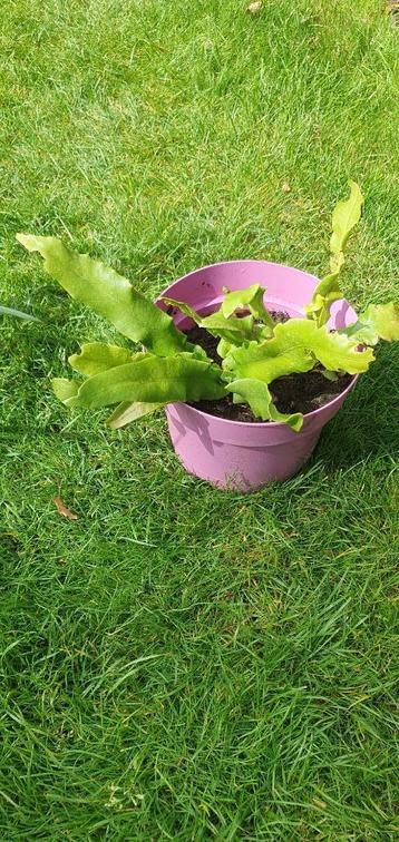 Stekken Tongvaren Asplenium lichtgroen winterhard sierlijk beschikbaar voor biedingen