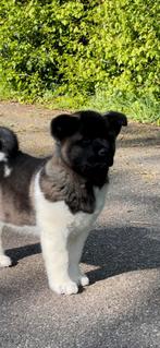 American / Amerikaanse Akita laatste pup met stamboom, Dieren en Toebehoren, CDV (hondenziekte), Meerdere, Poolhond, 8 tot 15 weken