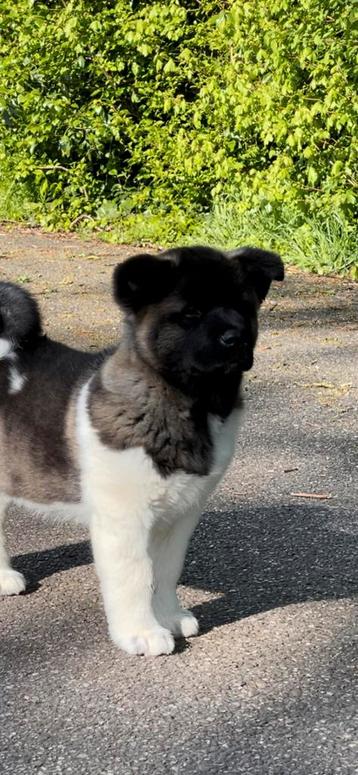 American akita puppy’s Amerikaanse Akita pups met stamboom 